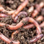 Earthworms-in-soil-Shutterstock